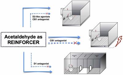 Acetaldehyde, Motivation and Stress: Behavioral Evidence of an Addictive ménage à trois